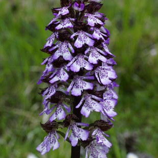 Orchis purpurea